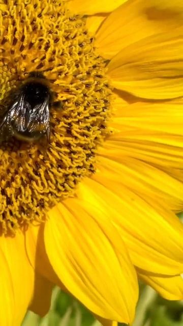 25 октября 2022 г .СЕГОДНЯ С УТРА -3  А ЕЩЁ МЕСЯЦ НАЗАД ЦВЕЛИ ПОДСОЛНУХИ