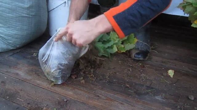 Лесопитомник Рысиных. Фасовка сеянцев. смотреть онлайн