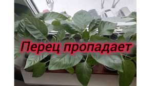 Перец пропадает 😱