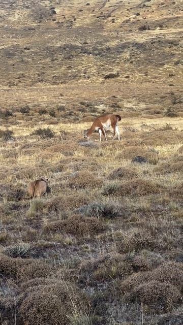 📹 Пума охотится смотреть онлайн