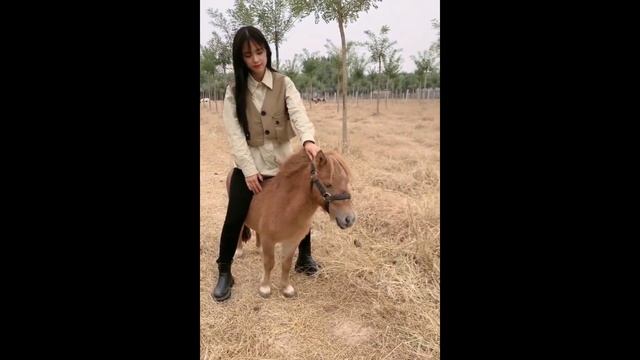 美女骑小马...beautiful girl riding a pony смотреть онлайн