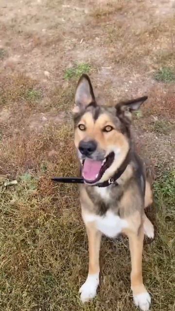 У пса Троя из приюта Щербинка есть божий дар #shorts #mospriut смотреть онлайн