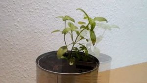 Husarenknöpfe (Sanvitalia procumbens)