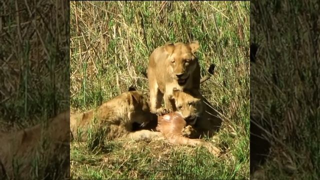 📹 Посмотрите, как эта преданная мать-львица идёт через кусты и через реку, чтобы накормить своих... смотреть онлайн