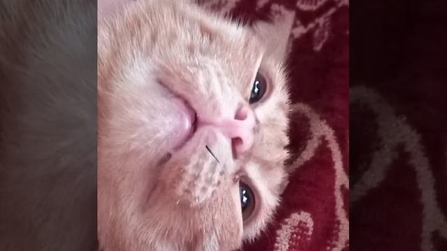 Убивают кота.