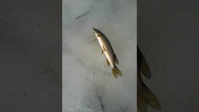 Ловля щуки на балансир смотреть онлайн