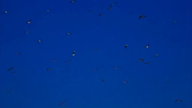 Птицы в небе смотреть онлайн