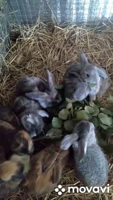 Крольчата просто обожают осину смотреть онлайн