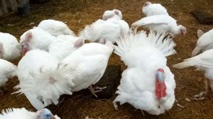 Содержание индюков. 🐤🐔