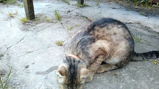 Как проверить мороженое на съедобность смотреть онлайн