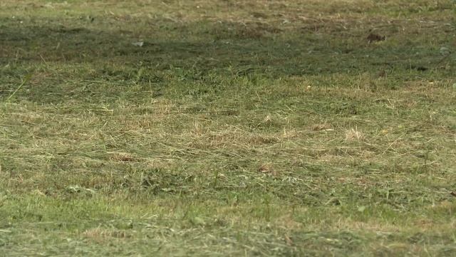 Как решают жалобы солигорчан на высокую траву смотреть онлайн