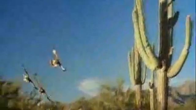 Harriss Hawk Cooperative Hunting