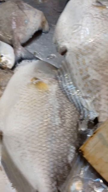 HUGE RED SNAPPER FRESH READY TO COOK AW shorts