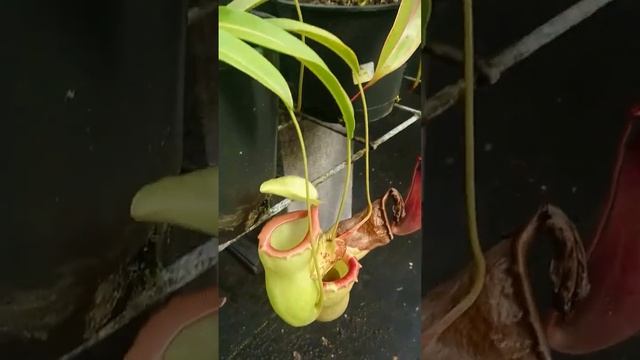 Cây bắt mồi : vườn cây nắp ấm tại leilani nepenthes nursery  | nắp ấm khổng lồ (3) смотреть онлайн