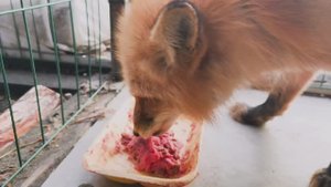 что кушает лисичка