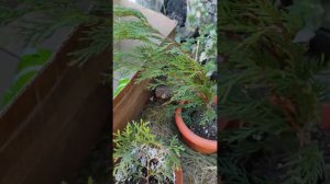 Что растет на участке
