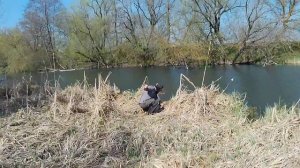 Ловля жереха и голавля в апреле 2025 на малой реке.