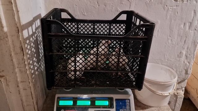вес бройлерных перепелов в 40 дней, вес перепелов в 21 день, какой должен быть вес?
