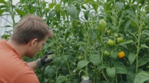 Как обрабатывать перец борной кислотой особенности и нормы внесения - Овощи
