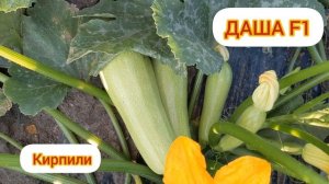 кабачок ДАША F1 - урожайная красавица