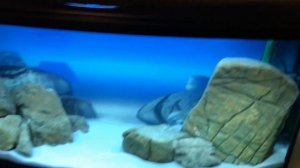 Запуск цихлидника на 220 литров. Часть_2.