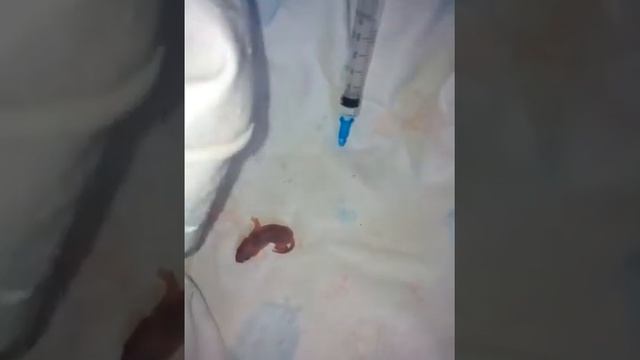 Дети спасли новорожденного мышонка.🐁 смотреть онлайн