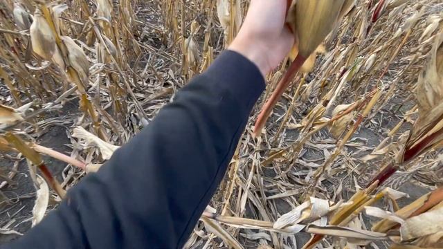 УБРАЛИ КУКУРУЗУ ДКС 4014! ДОВОЛЕН РЕЗУЛЬТАТОМ смотреть онлайн