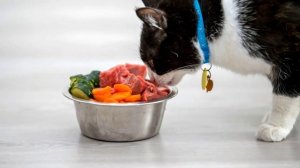 Почему кошки так привередливы в еде