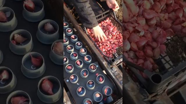 Садимо часник смотреть онлайн