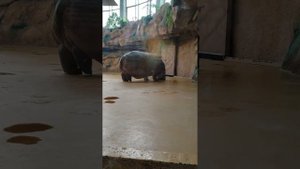 Бегемот в зоопарке Казани