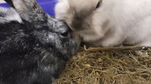 Инстинкты у кроликов, даже у домашних