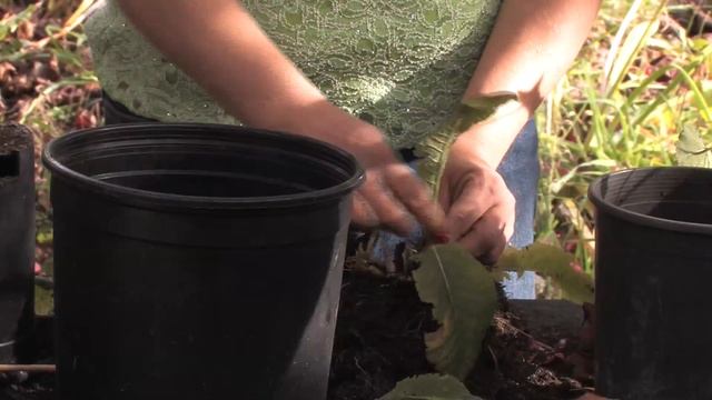 Gardening Tips : How to Care for a Streptocarpus