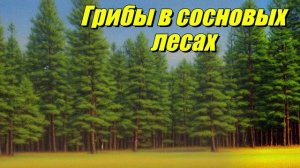 Грибы в сосновых лесах России