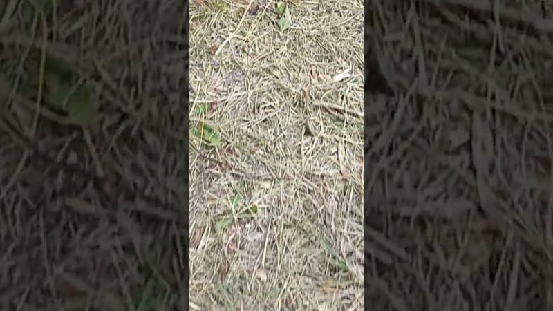 Муравьиная армия несут крошки хлеба