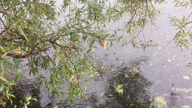 Во время дождя. Релаксация. смотреть онлайн