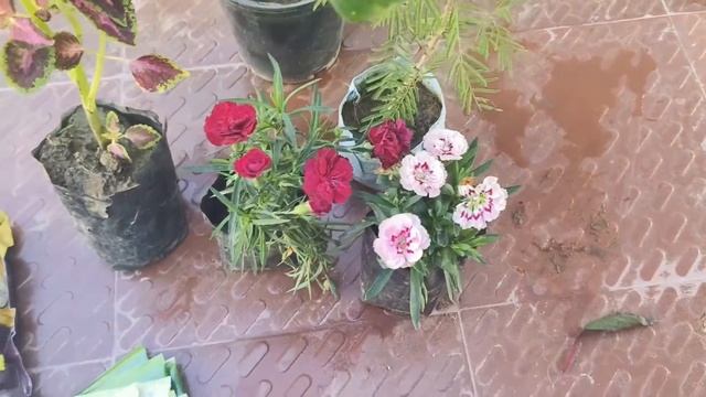 plants and seeds shopping start for winter@gardening of village смотреть онлайн