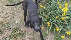 Месяц из жизни шестимесячного щенка Рокси