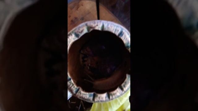 Положила улиткам новый мох/Улитки ахатины.🐌🐌🐌 смотреть онлайн