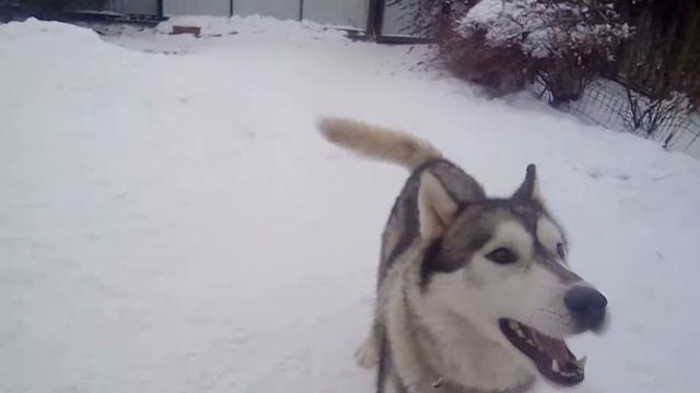 игровая защита, отпуск, без агрессии, обучение отпускать по спокойной просьбе смотреть онлайн