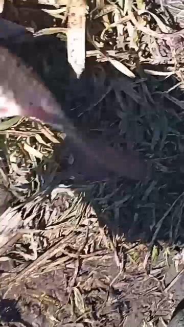 карасик рыбалка