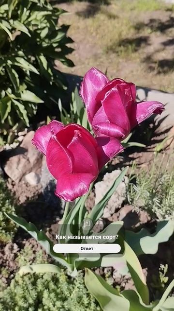Шелковые тюльпаны #тюльпаны #тюльпани #nature #цветы #красота #луковичные #луковичныецветы #весна