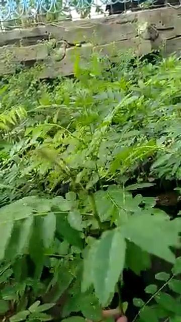Jual Indigofera Murah WA 089620882315