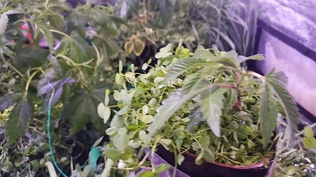 Bug control in an organic garden смотреть онлайн