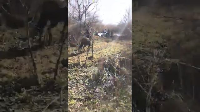 Конный поход