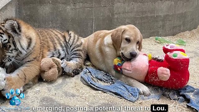 The Dog Raised Three Tiger Cubs, Years Later Something Happened That Shocked Everyone! смотреть онлайн