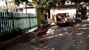 Кодыма Сербы уборка картофеля