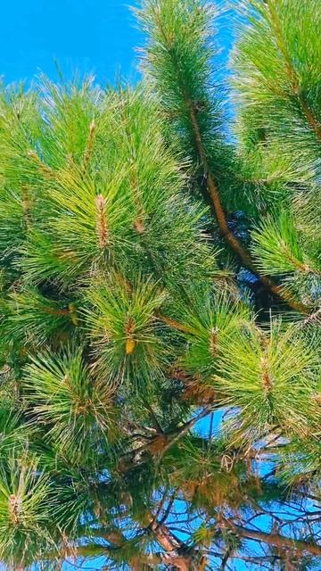 Крымская сосна #Shorts смотреть онлайн