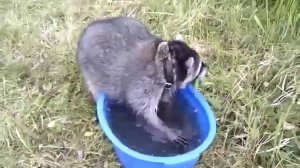 Енот стирает