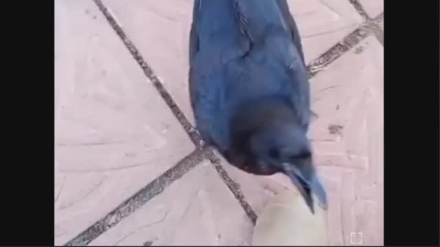 Умный,смелый,наглый ворон.
Такое я вижу впервые 🤭
