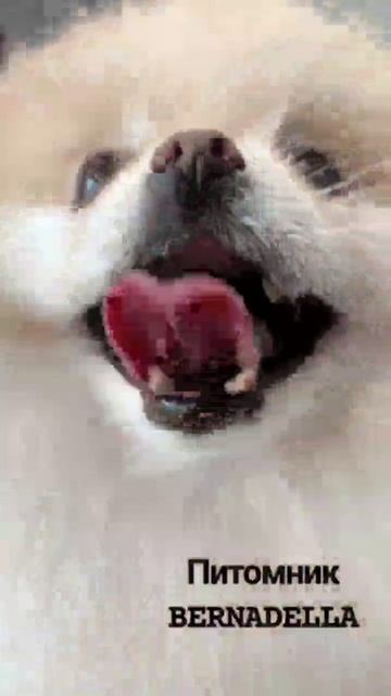 питомник собак, стрижка животных смотреть онлайн